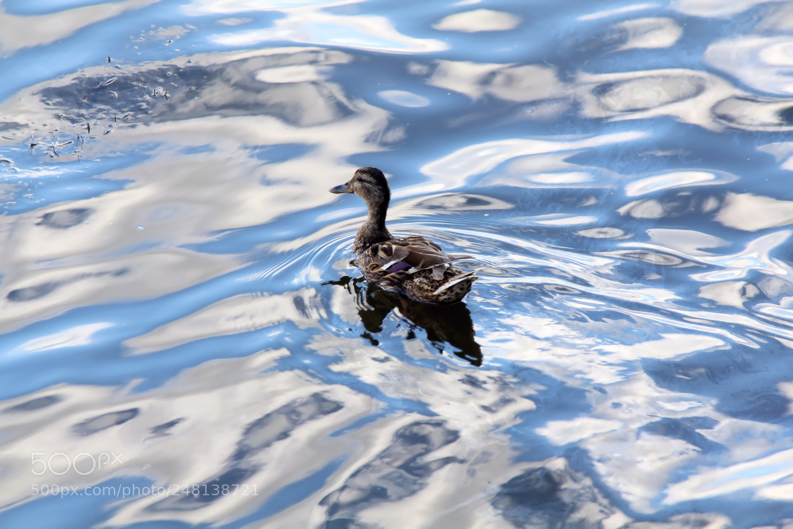 Canon EOS 60D sample photo. A photography
