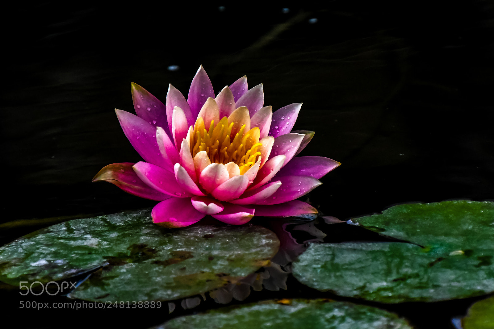 Nikon D500 sample photo. Lotus photography