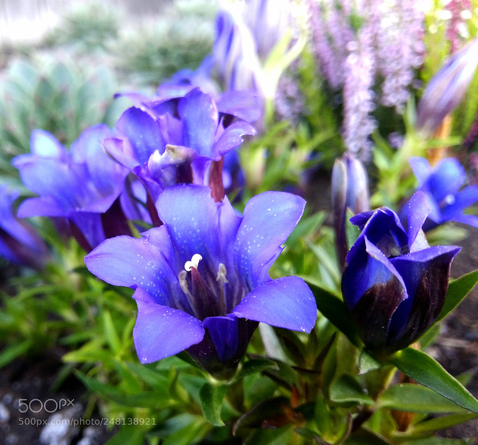 Samsung Galaxy A5 sample photo. Encijan photography