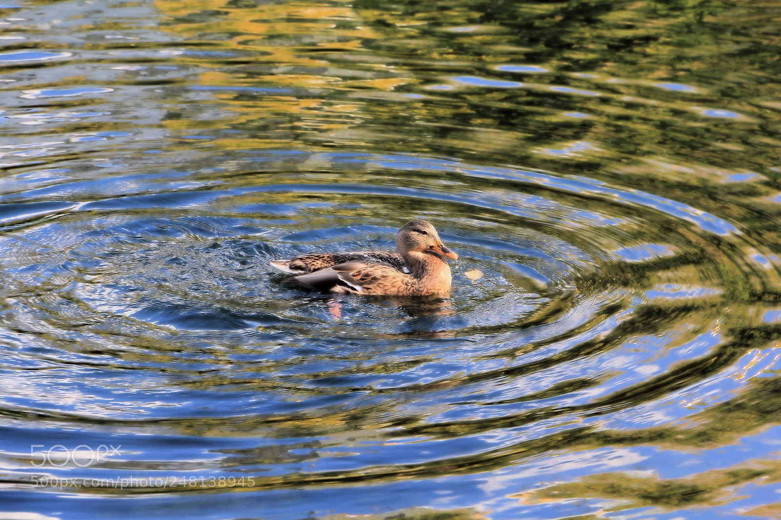 Canon EOS 60D sample photo. Img photography