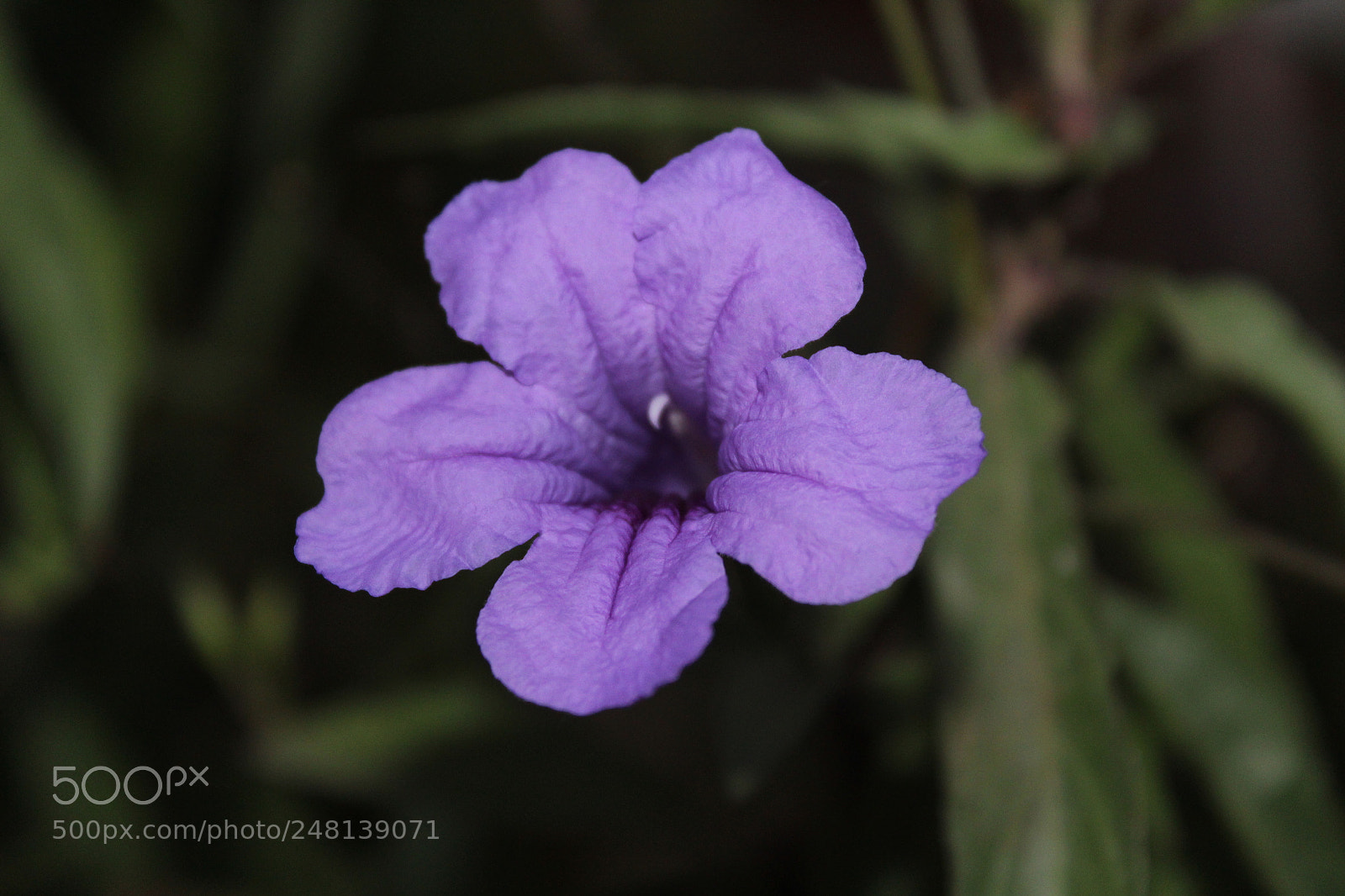 Canon EOS 1300D (EOS Rebel T6 / EOS Kiss X80) sample photo. [] photography