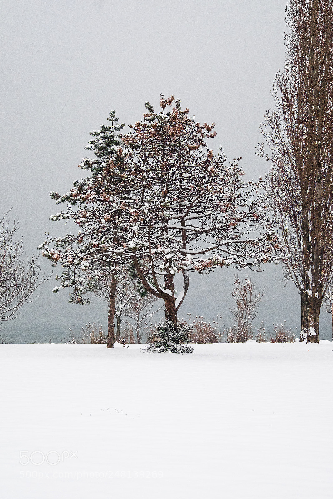 Fujifilm X-T10 sample photo. ... snowy tree ... photography
