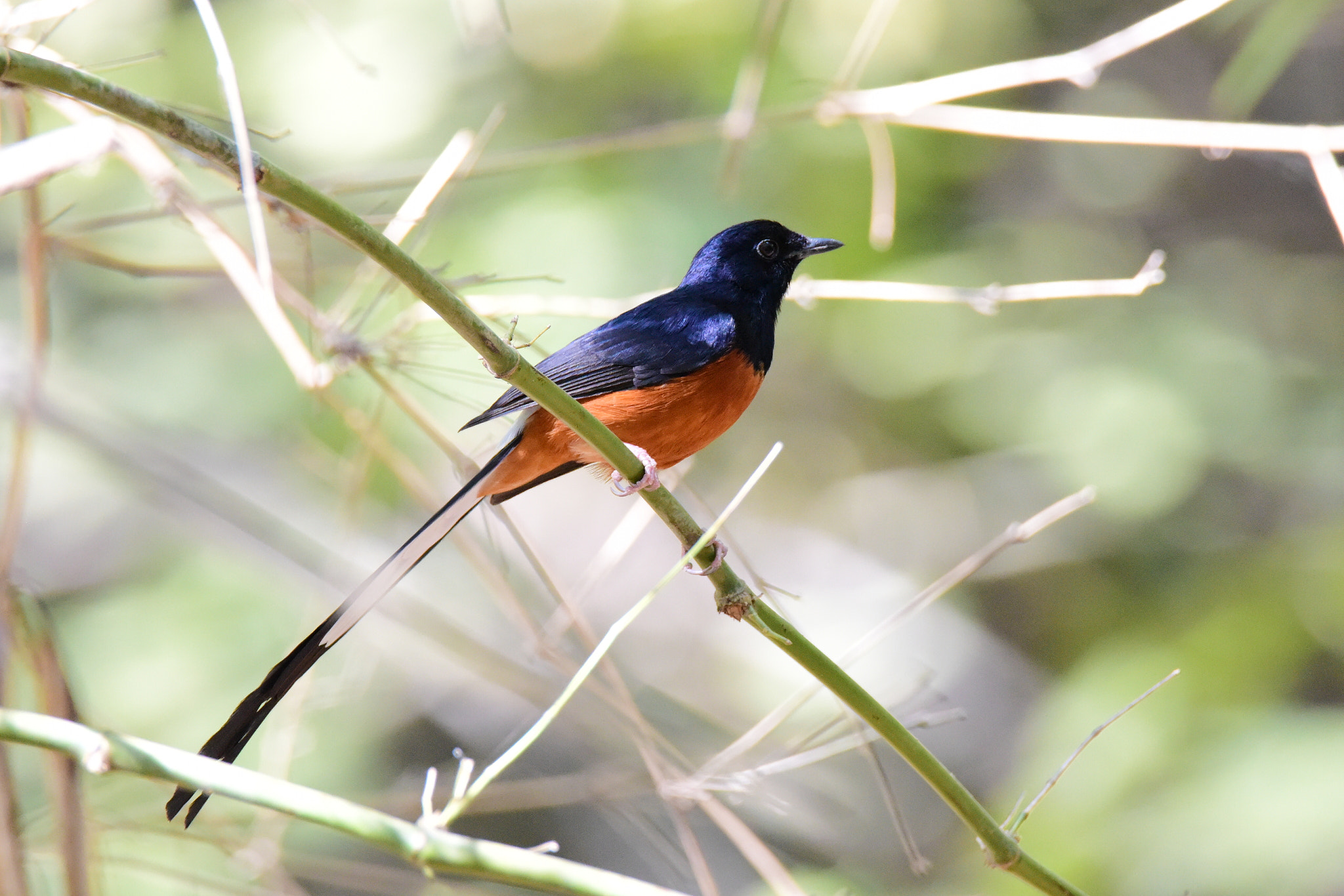 Nikon D810 sample photo. White rumped shama photography