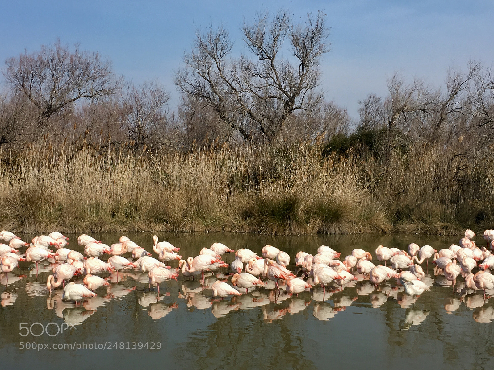 Apple iPhone 6s sample photo. Flamingos 2 photography