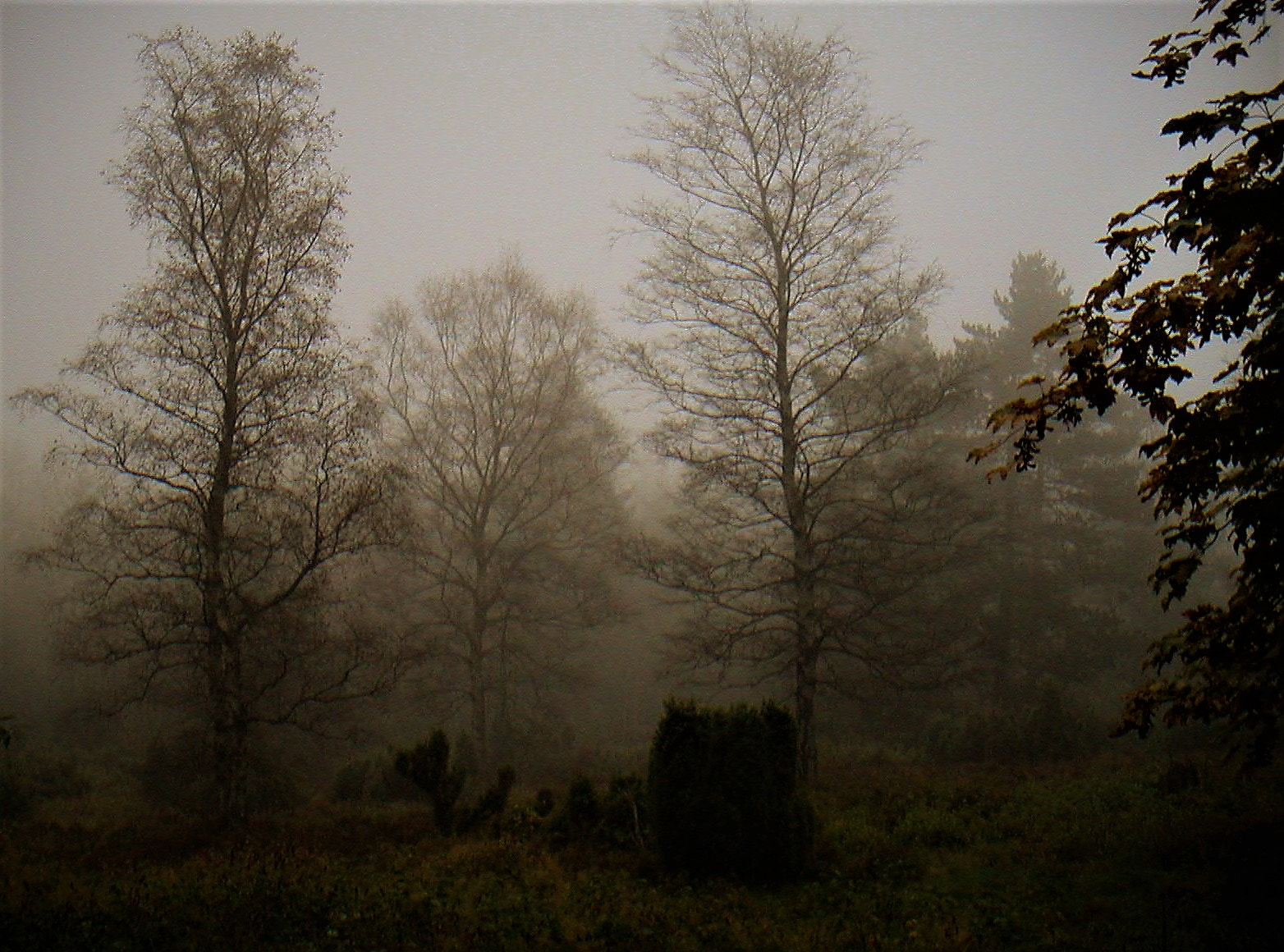 KONICA MINOLTA DiMAGE X sample photo. Foggy forest photography