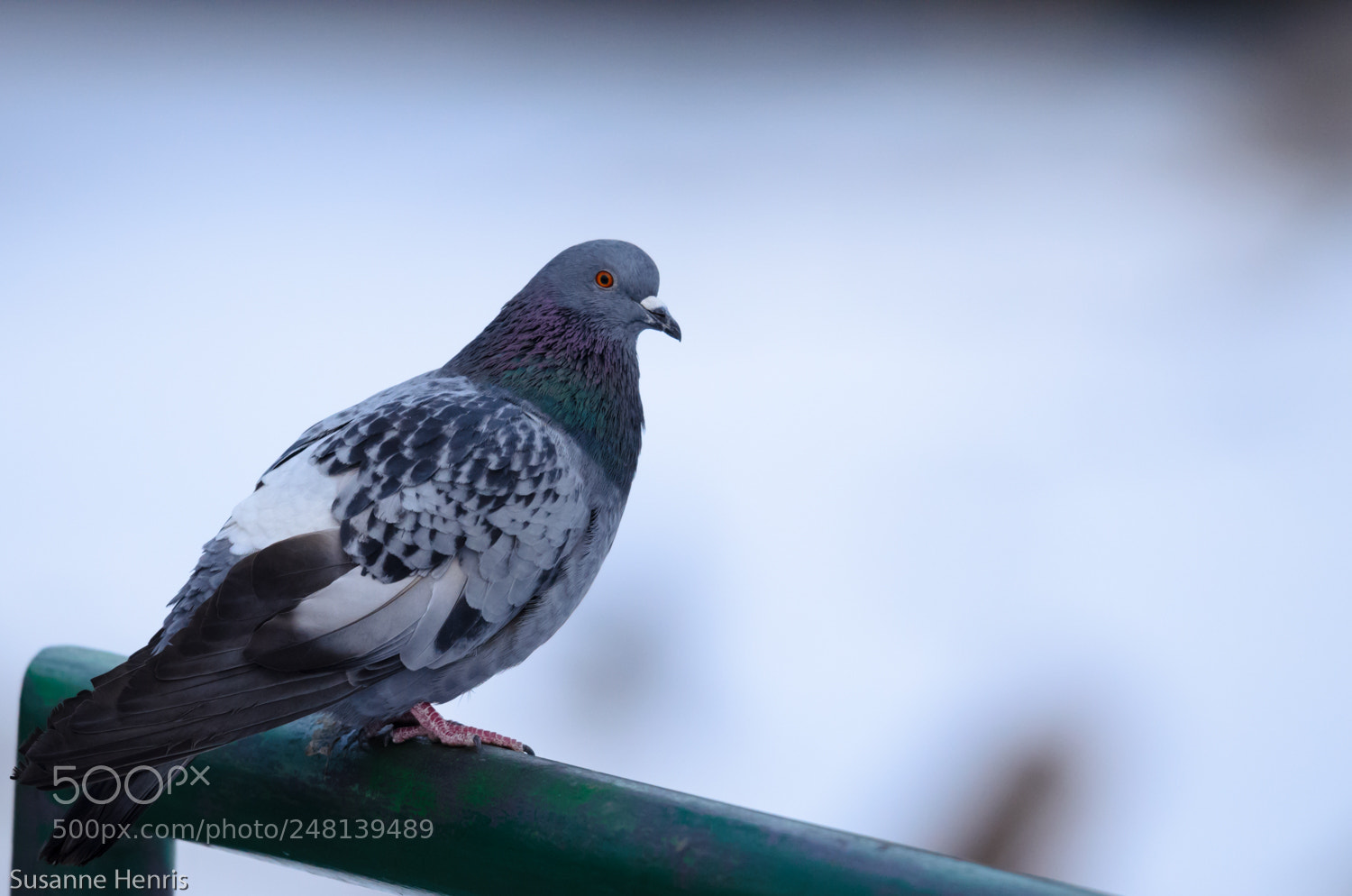 Nikon D5100 sample photo. Dove photography