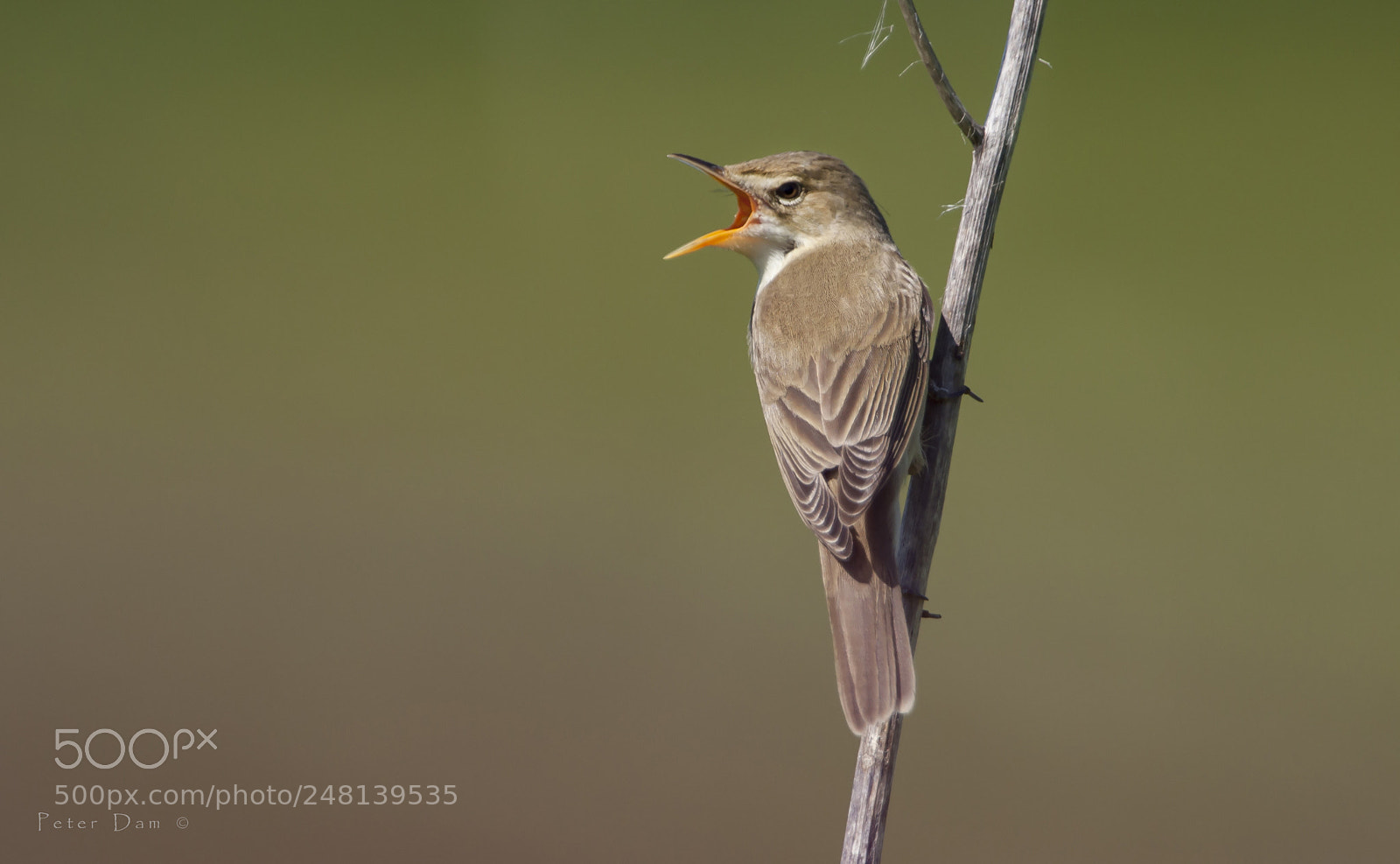 Canon EOS 40D sample photo. Acrocephalus palustris photography