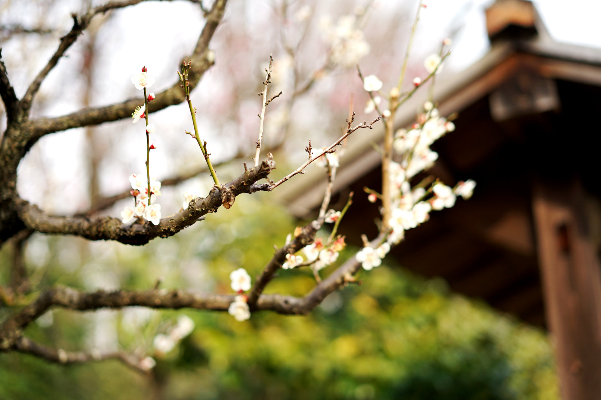 Sony a7 II + Sony Sonnar T* FE 55mm F1.8 ZA sample photo. Plum tree1 photography