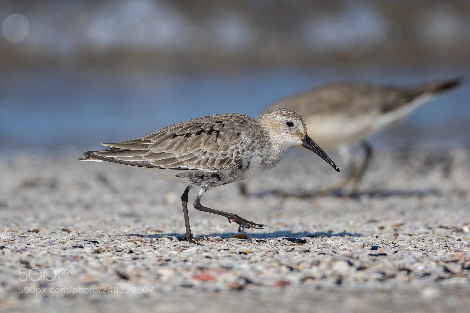 Canon EOS 7D Mark II sample photo. Dunlin photography