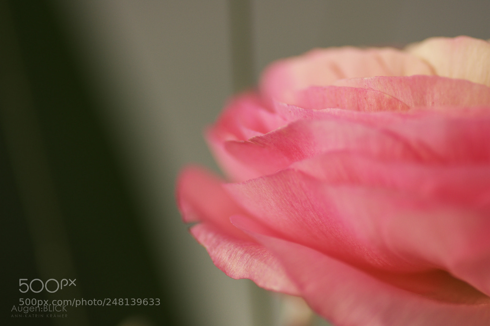 Nikon D7200 sample photo. Ranunculus photography