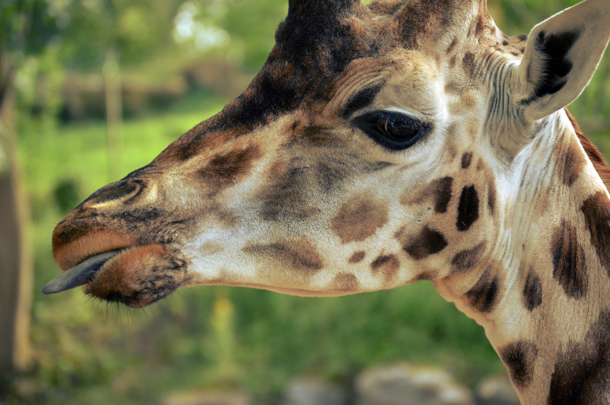 Nikon D3200 sample photo. Gir photography