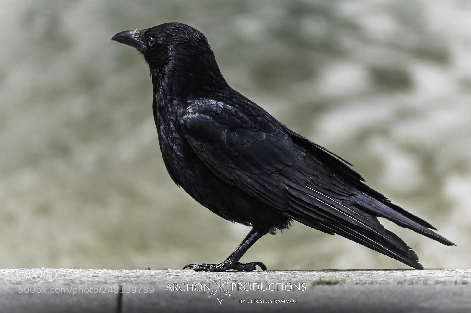 Sony SLT-A99V sample photo. Crow photography