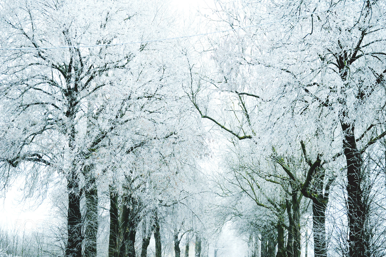 Nikon D3200 sample photo. Arbres photography