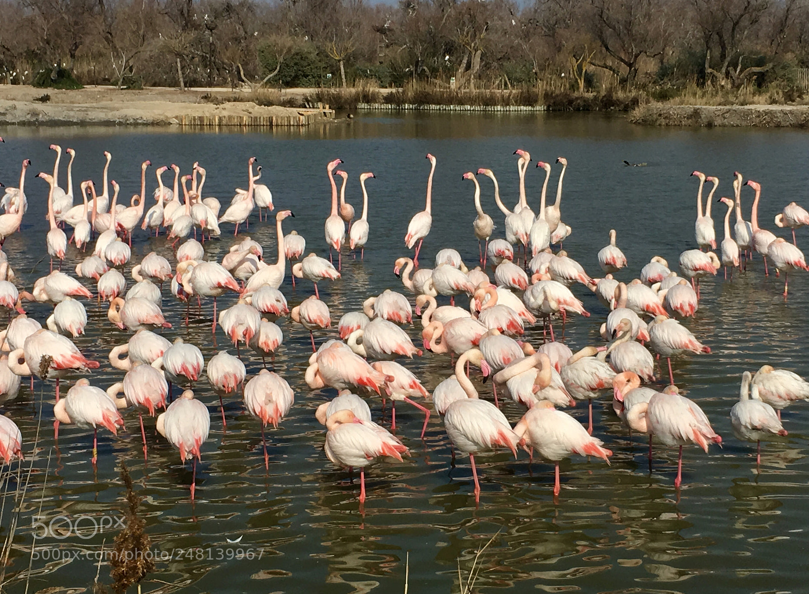 Apple iPhone 6s sample photo. Flamingos 3 photography