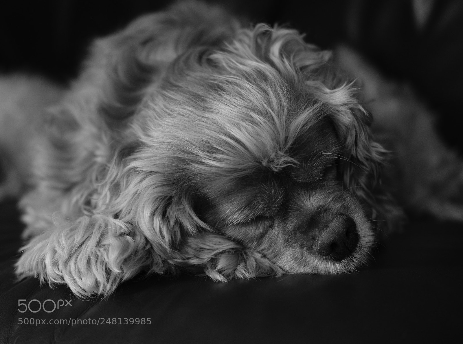 Fujifilm X-T2 sample photo. Jess xtbw photography
