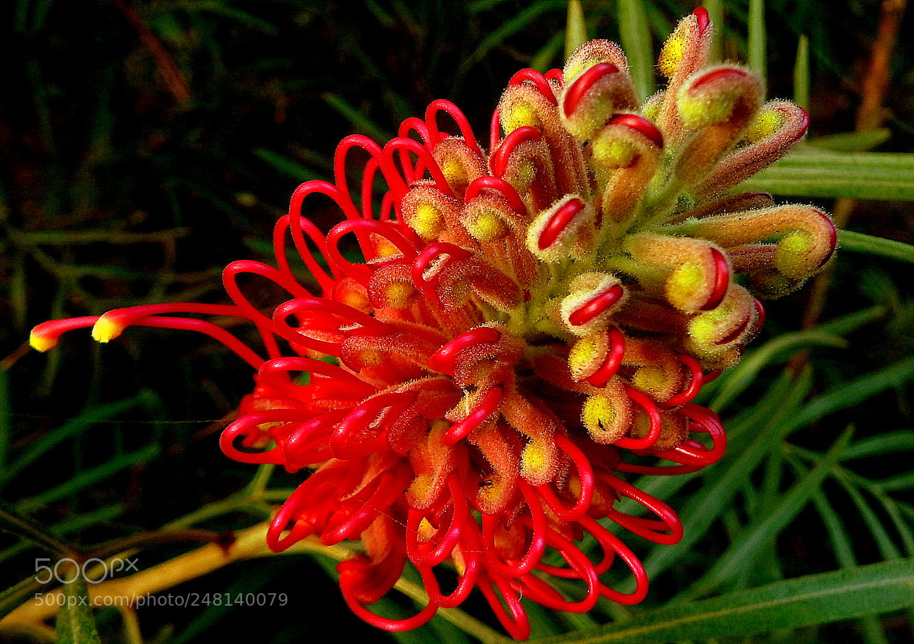 Fujifilm FinePix SL1000 sample photo. Grevilia flower photography