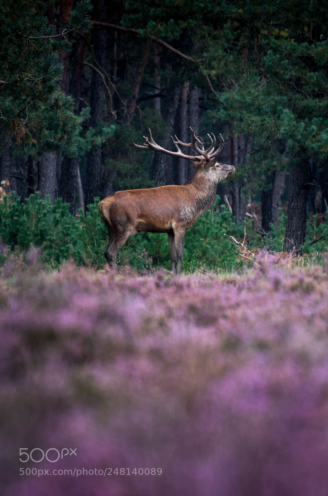 Nikon D7200 sample photo. Hoge veluwe photography
