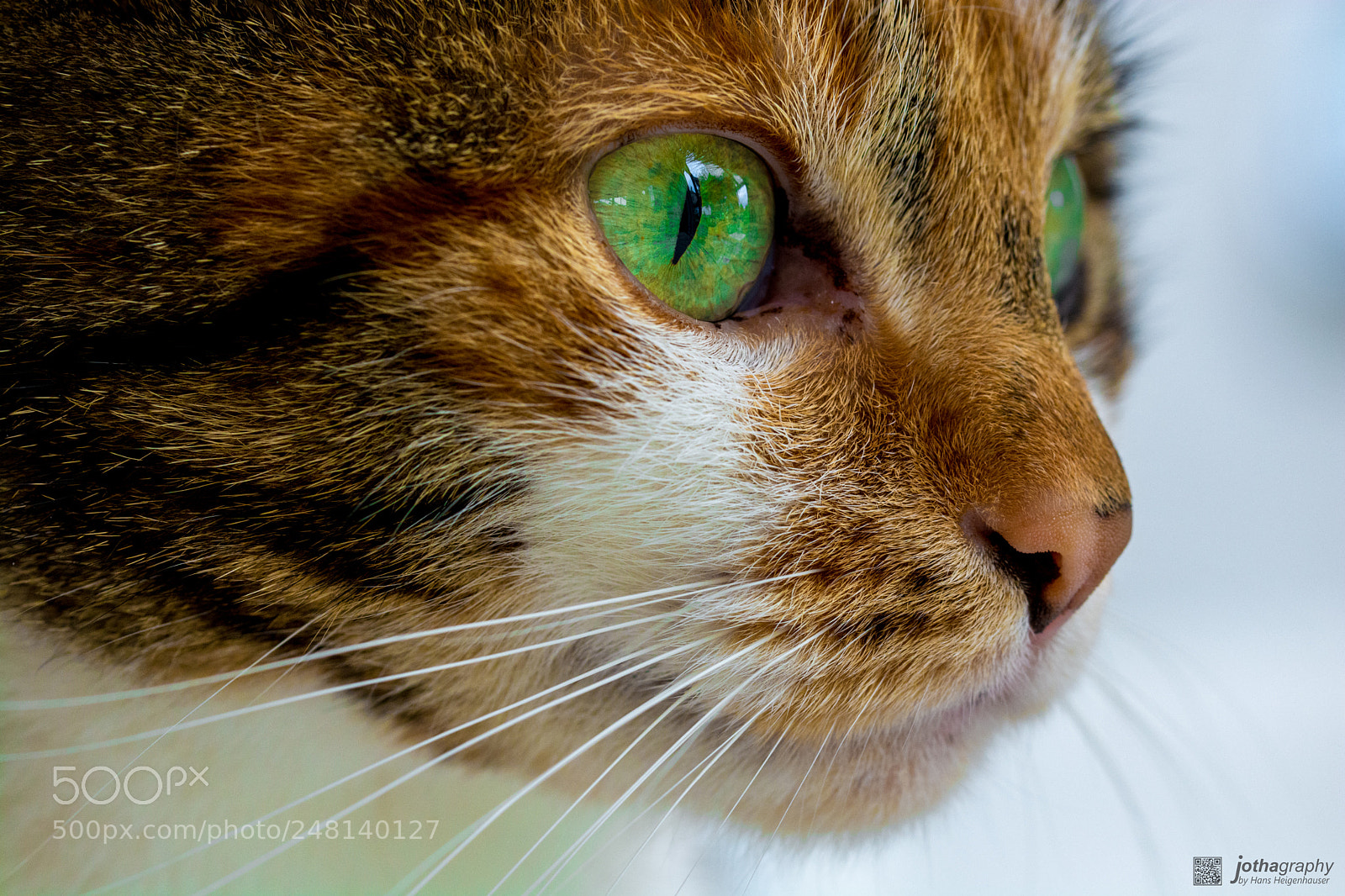 Nikon D5200 sample photo. Chewie portrait photography