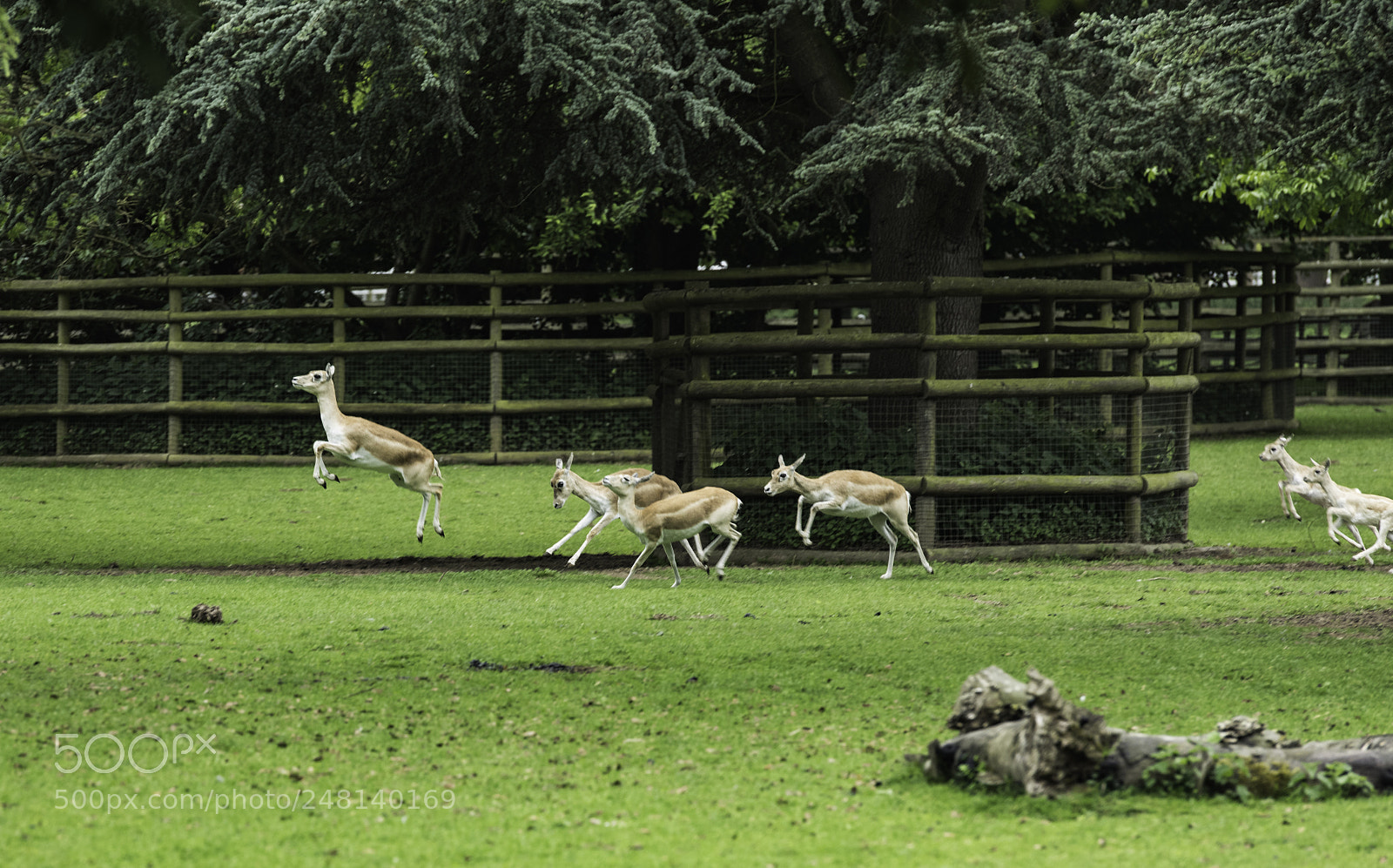 Nikon D810 sample photo. On the move photography