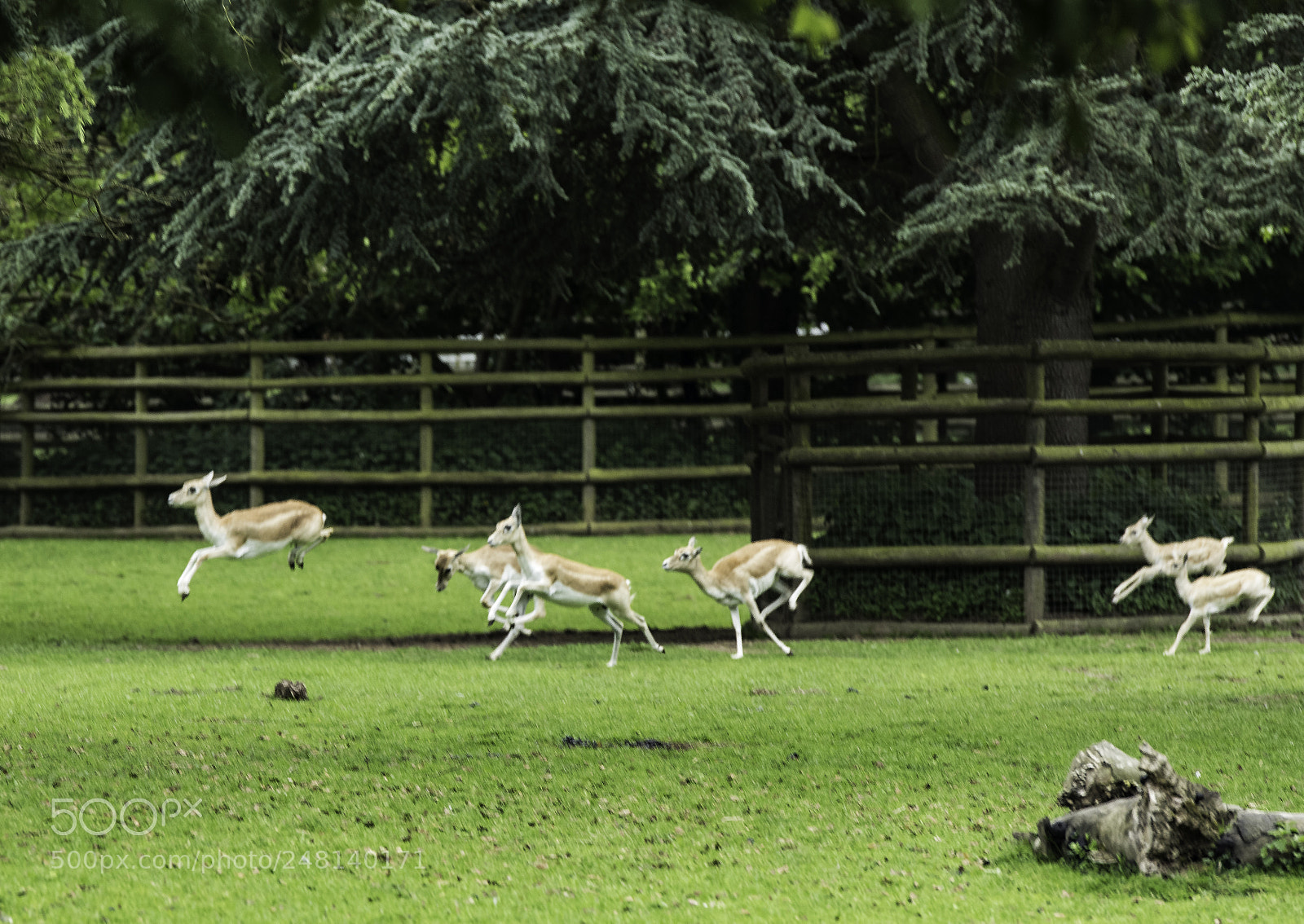 Nikon D810 sample photo. On the move photography