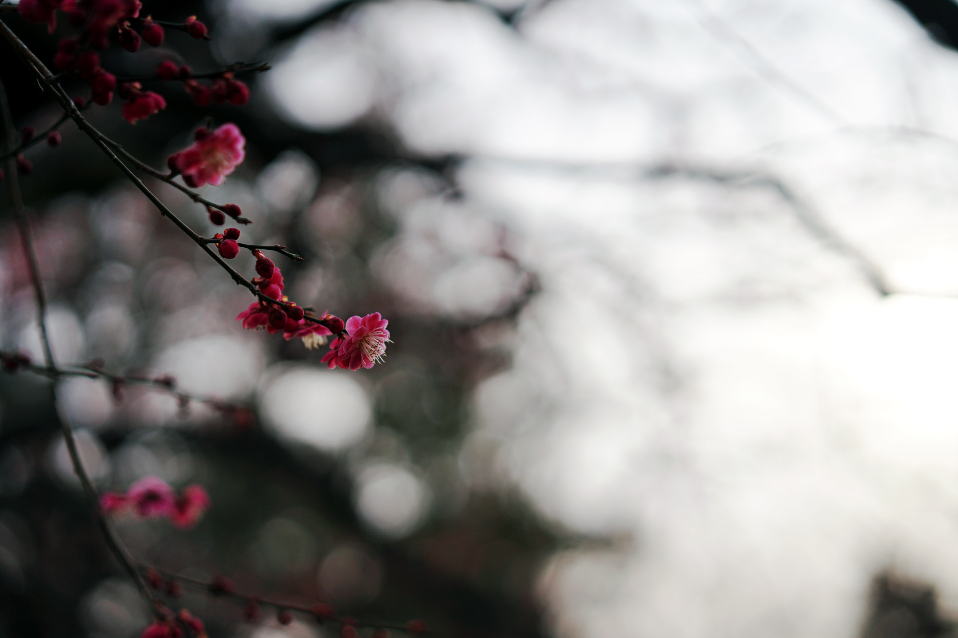 Sony Sonnar T* FE 55mm F1.8 ZA sample photo. Plum tree2 photography