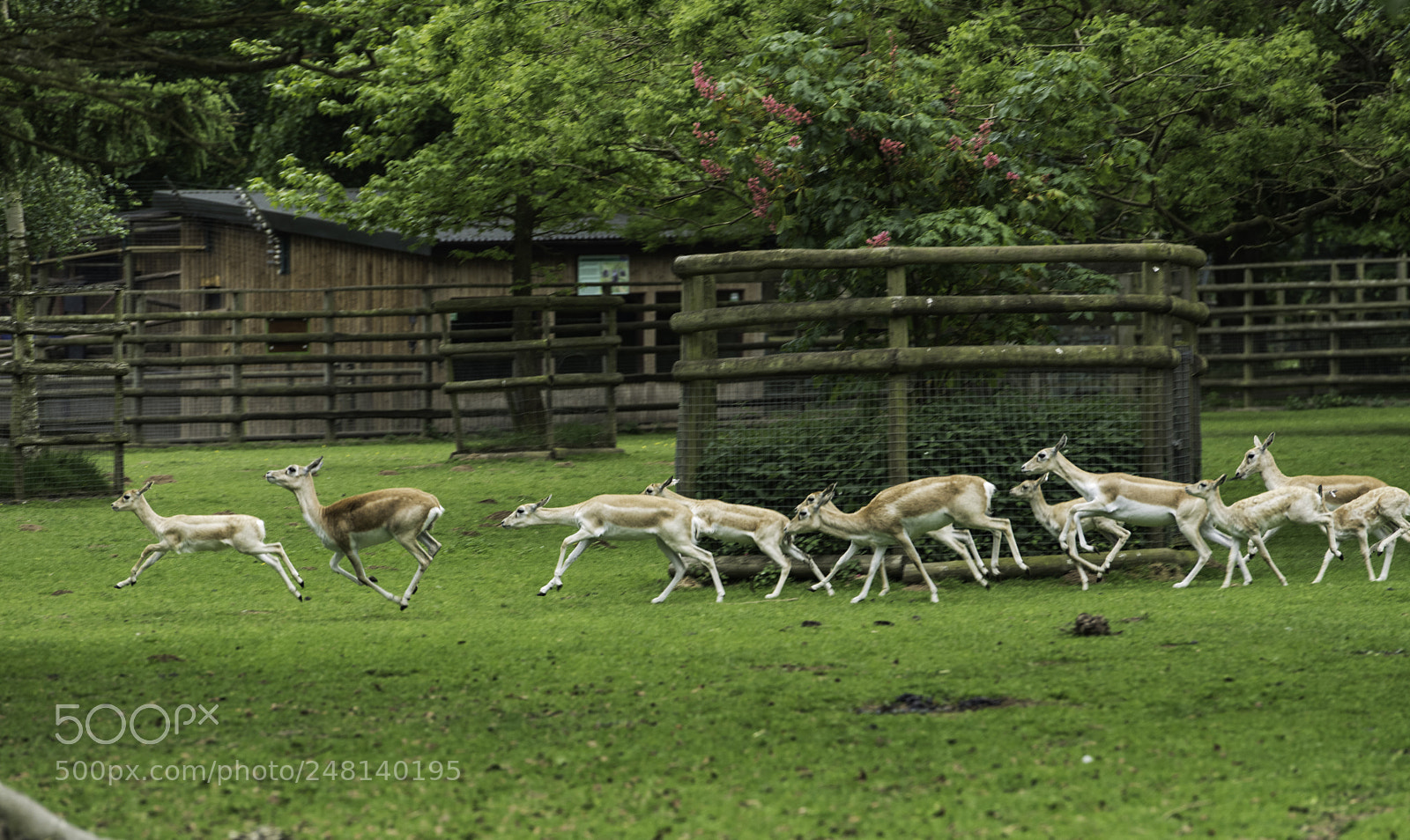 Nikon D810 sample photo. On the move photography