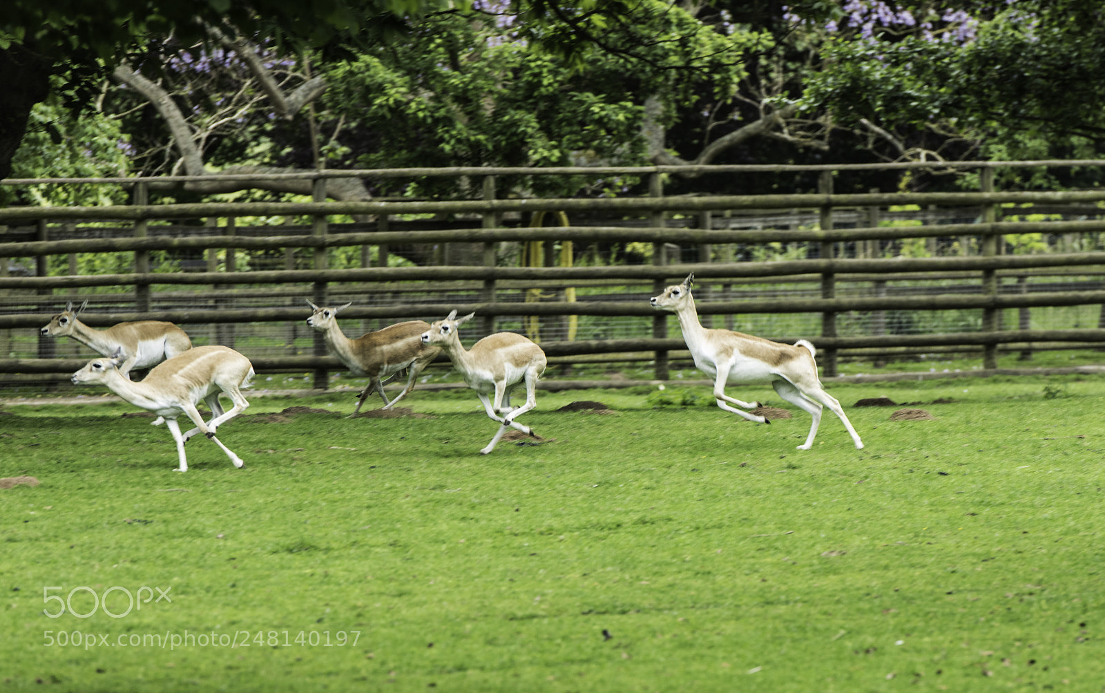 Nikon D810 sample photo. On the move photography