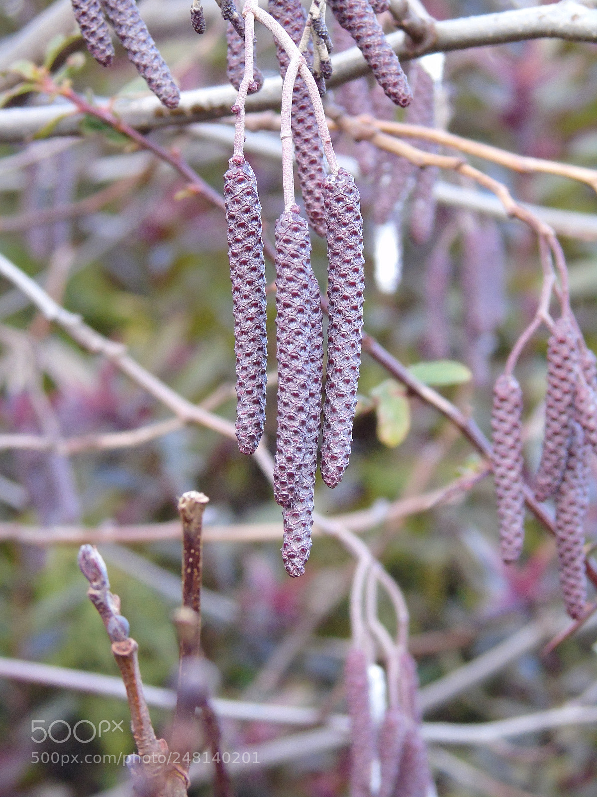 Sony Cyber-shot DSC-H400 sample photo. Purple catkins in february photography