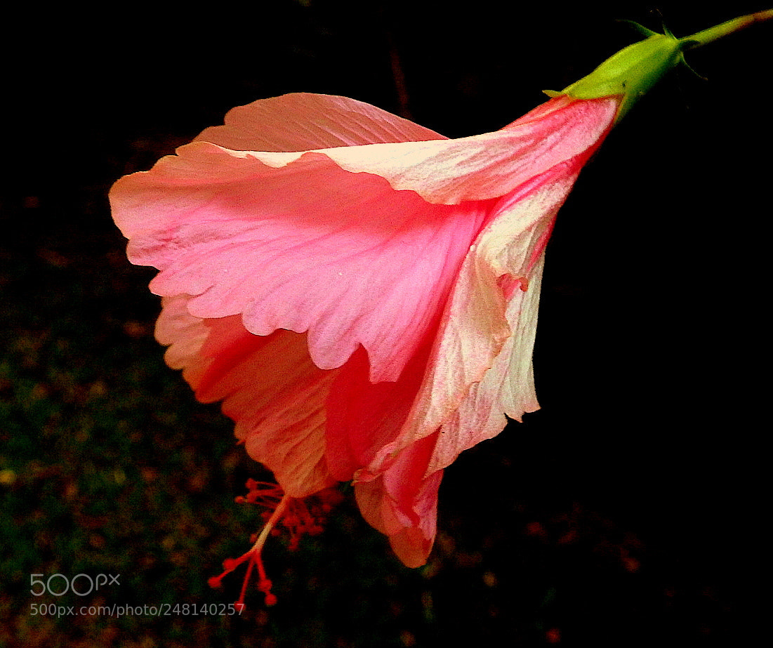 Fujifilm FinePix SL1000 sample photo. Hibisco ... photography
