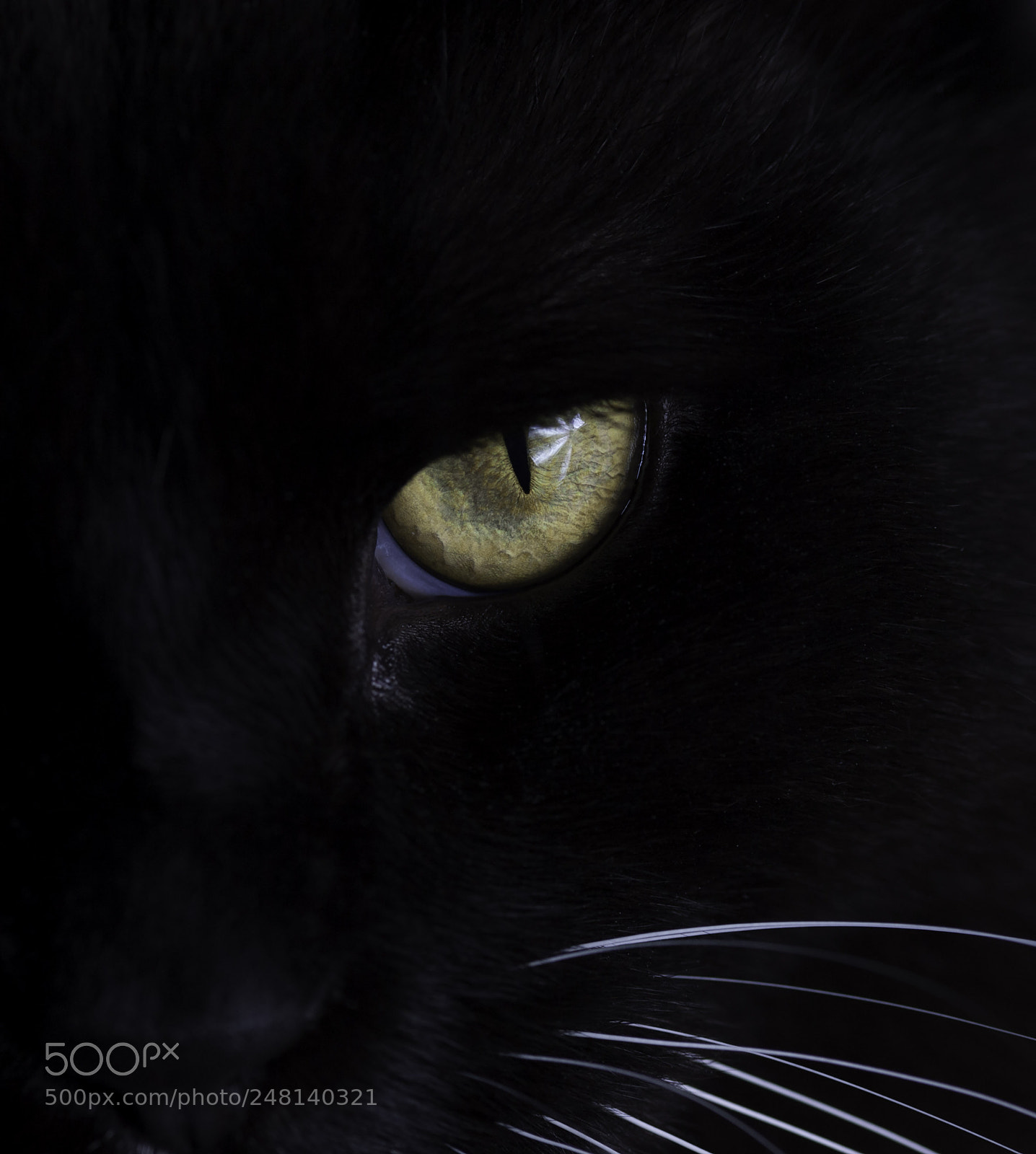 Nikon D3 sample photo. Ziva's golden eye photography