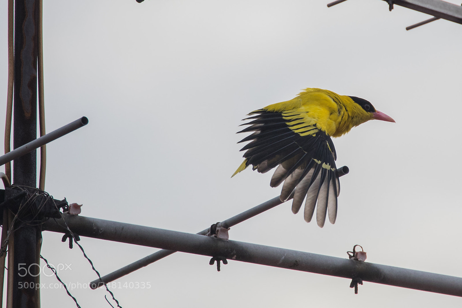 Canon EOS 80D sample photo. Taking flight photography