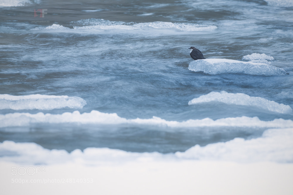 Nikon D850 sample photo. Cool dipper photography