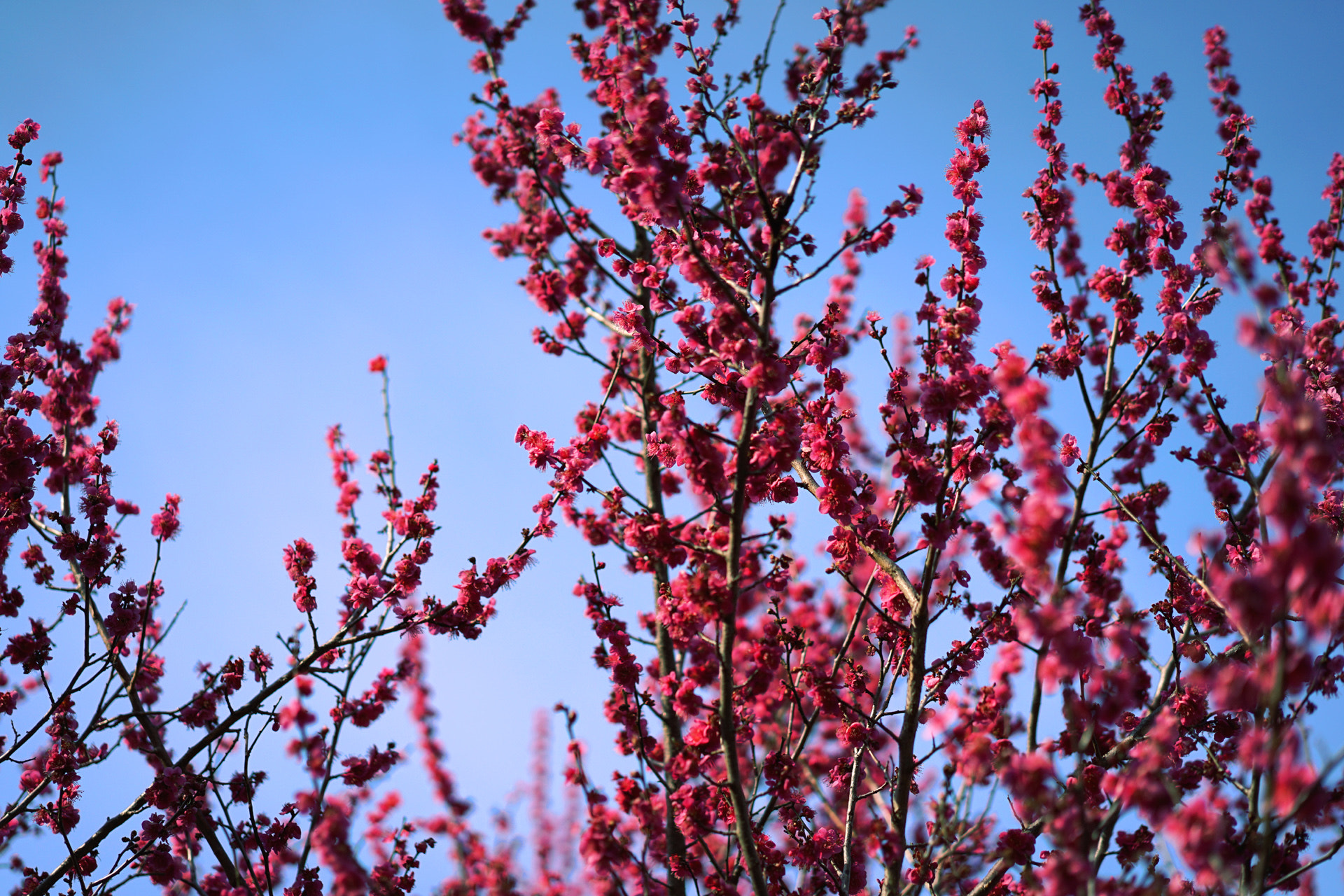 Sony a7 II + Sony Sonnar T* FE 55mm F1.8 ZA sample photo. Plum tree3 photography