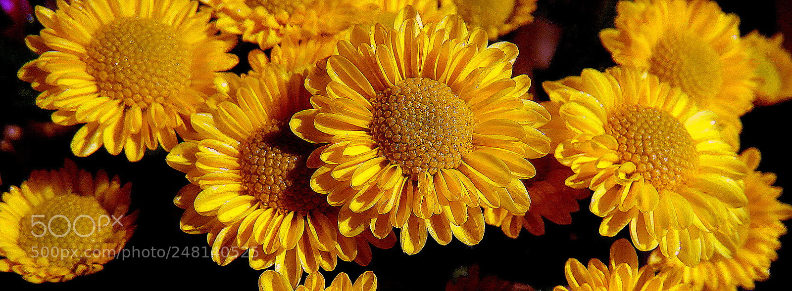Sony Cyber-shot DSC-HX300 sample photo. Yellow party ... photography