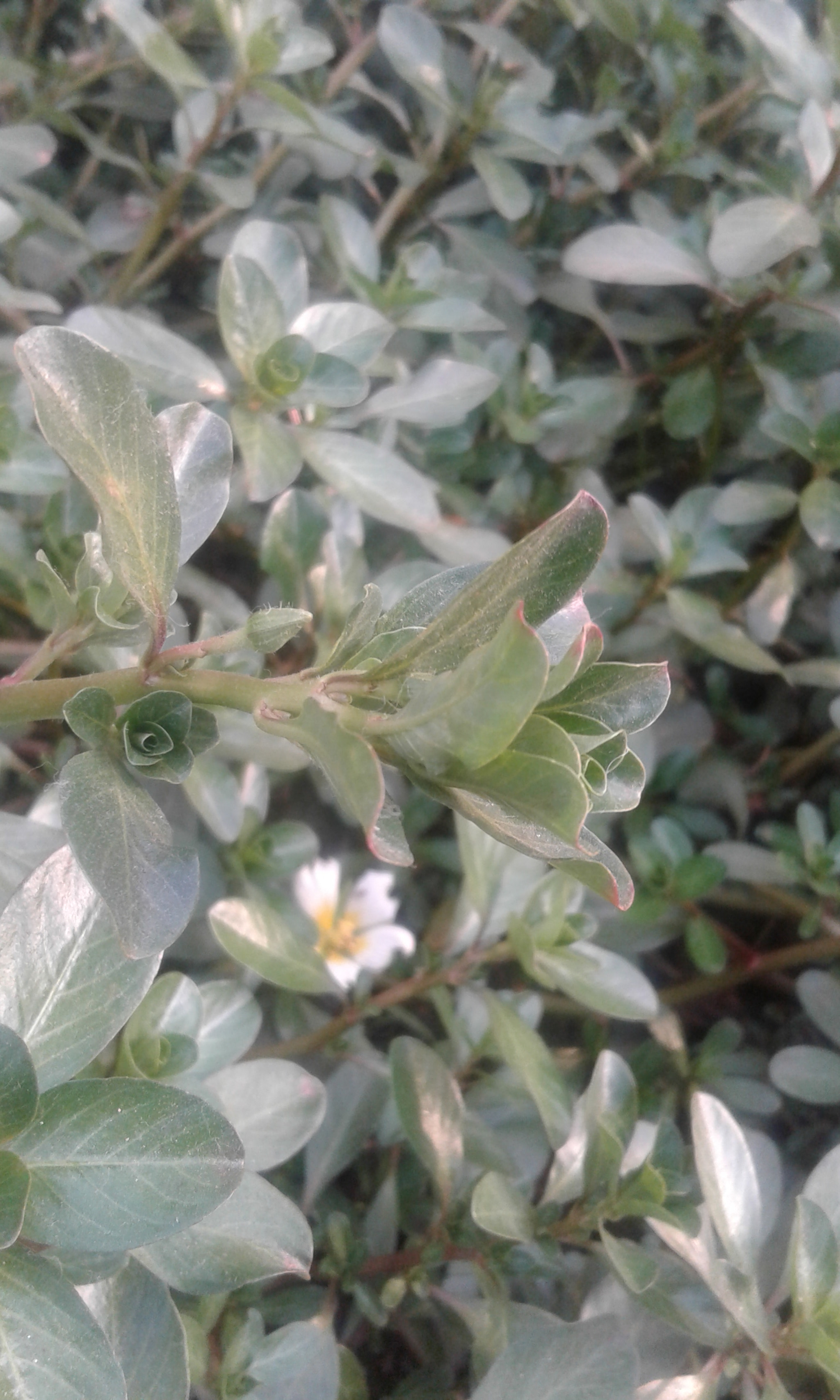 Samsung Galaxy J1 Ace sample photo