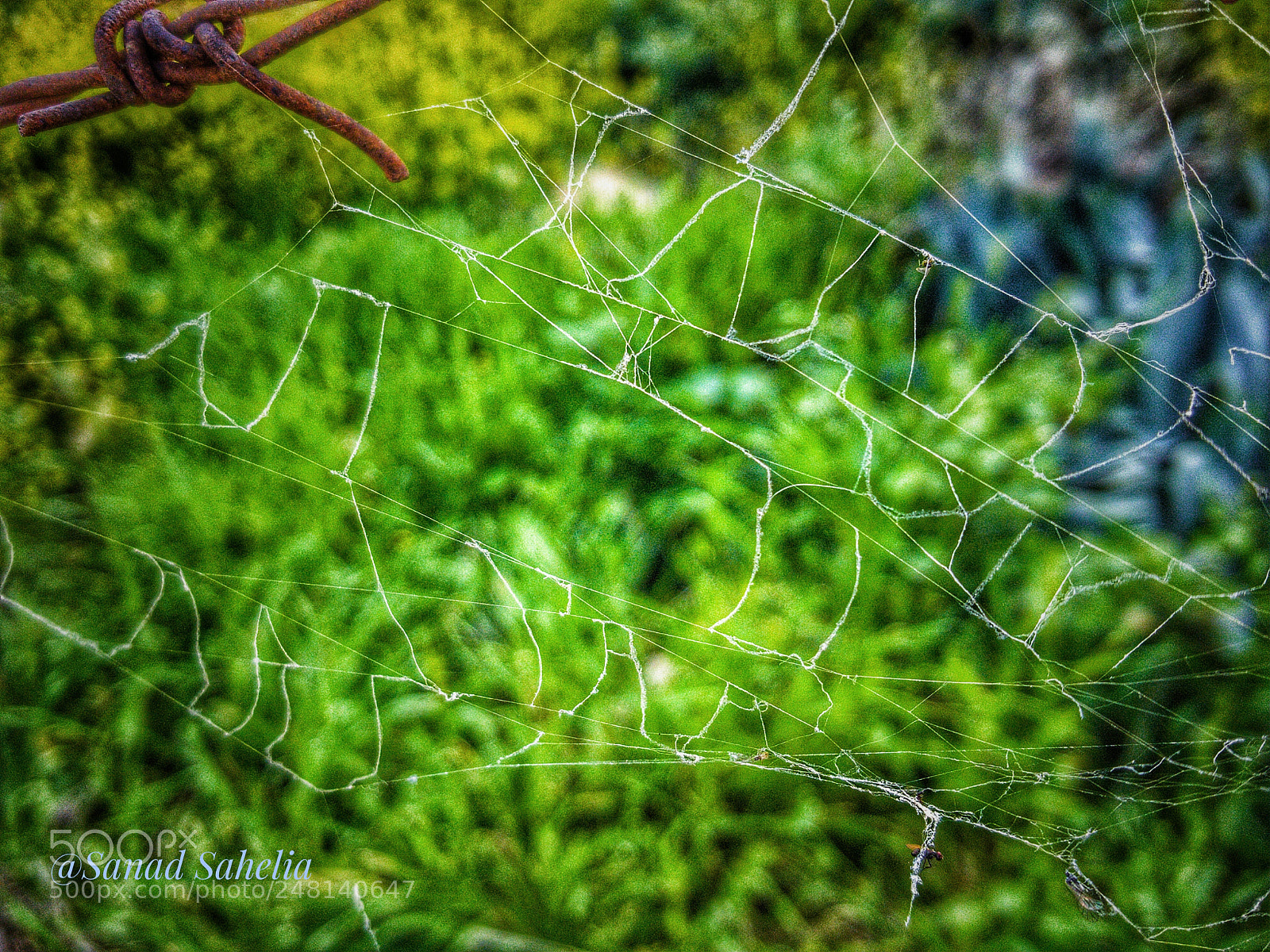Samsung GALAXY S6 edge sample photo. Spider's web photography