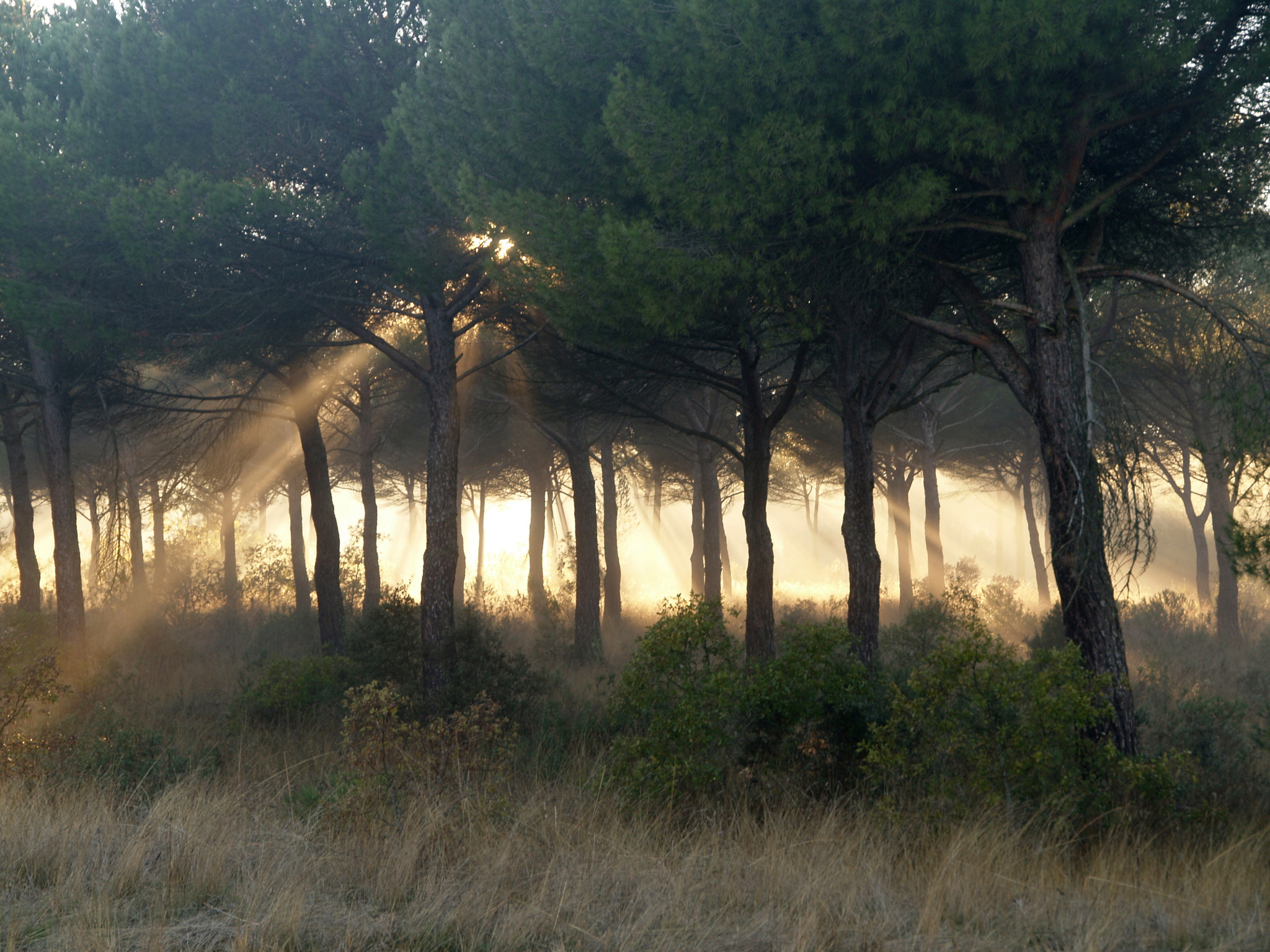 Olympus E-330 (EVOLT E-330) sample photo. Rayos de sol en el pinar photography