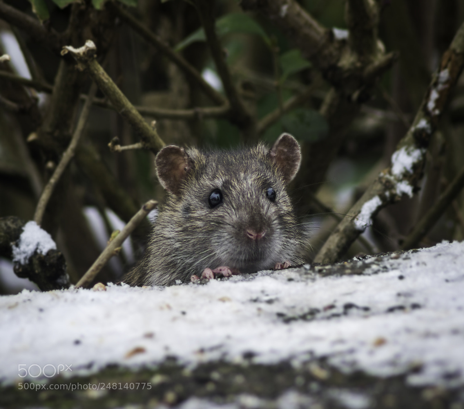 Nikon D7100 sample photo. Hungry photography