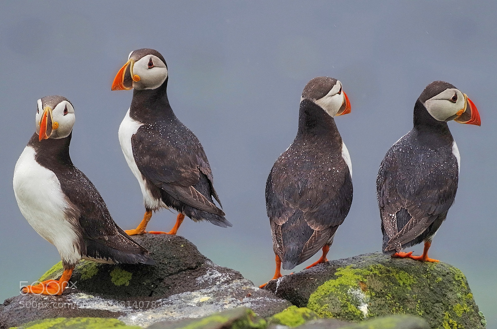 Pentax K-50 sample photo. Puffin quartet photography