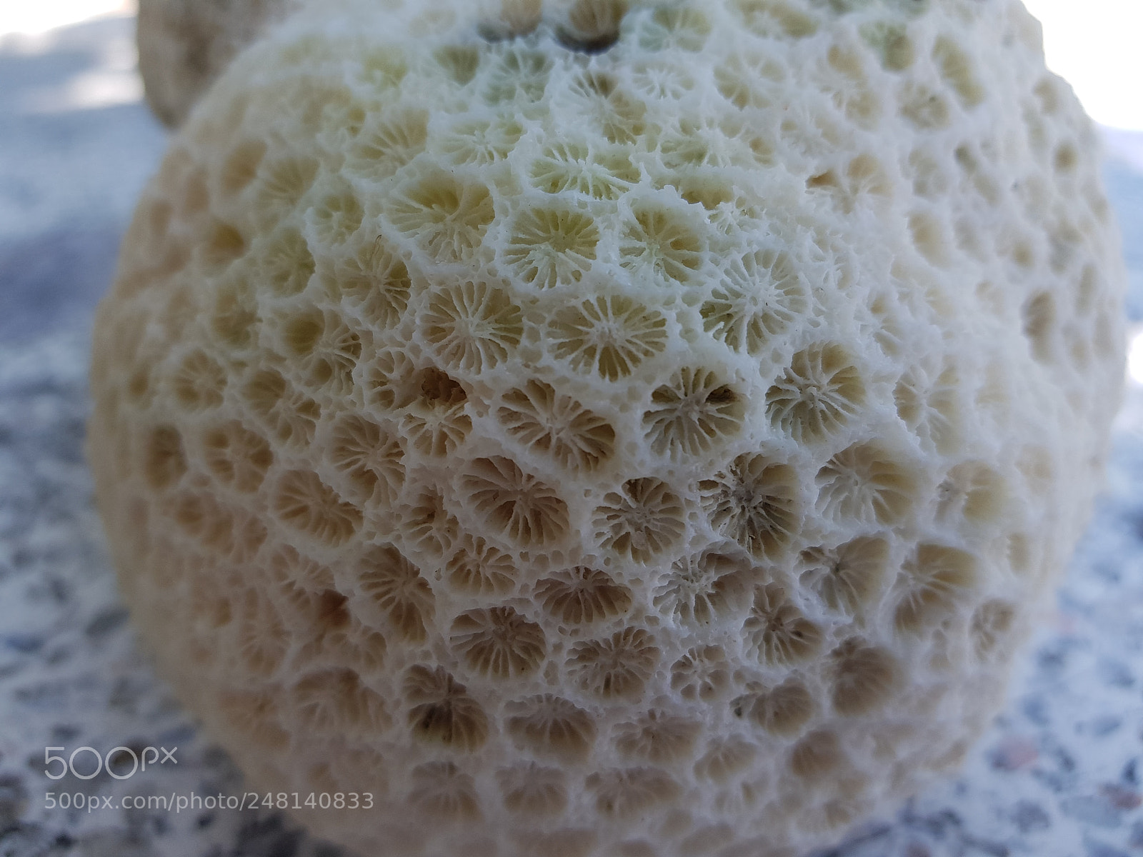 Samsung Galaxy S8+ sample photo. Coral photography