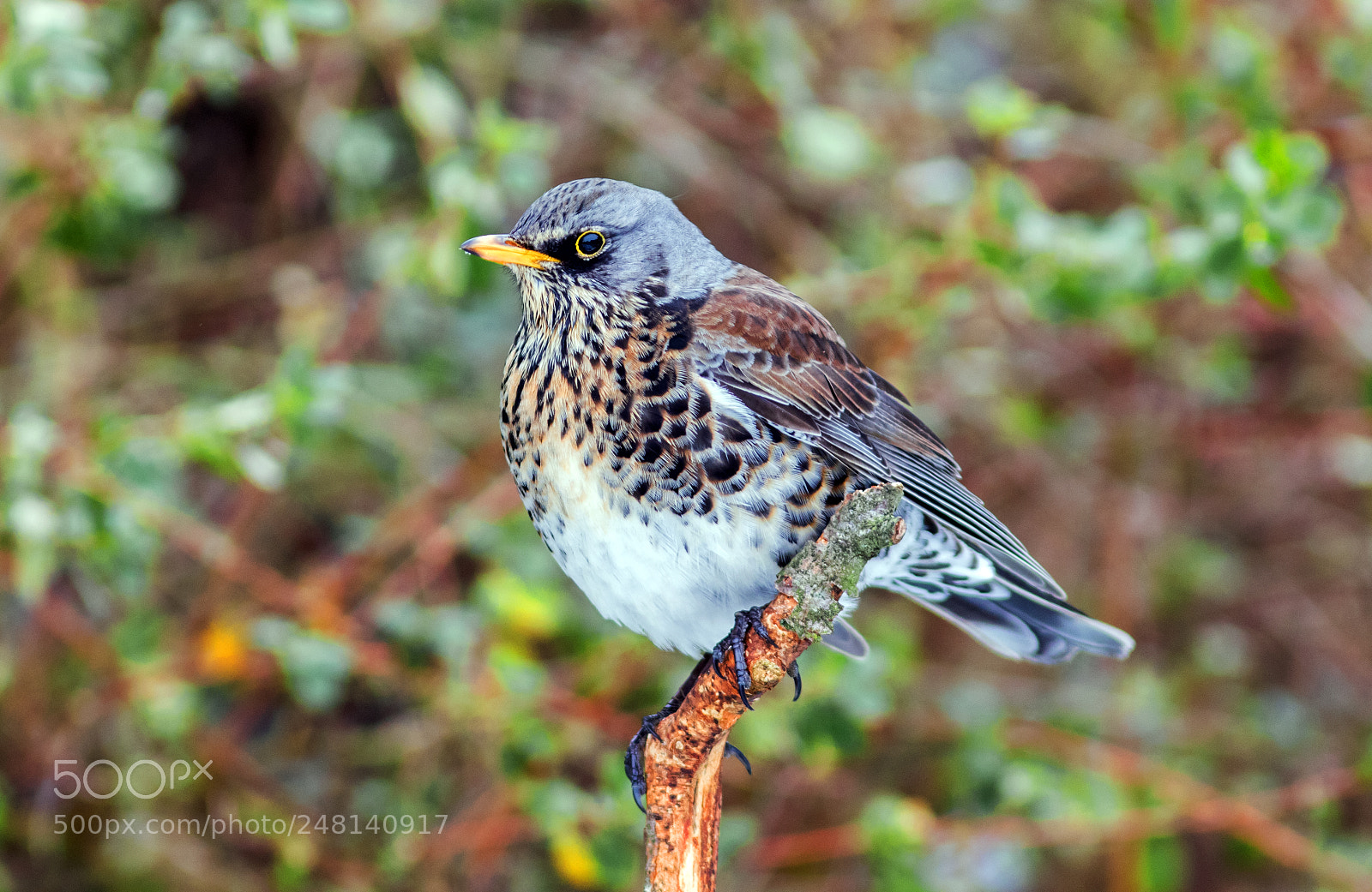 Canon EOS 7D Mark II sample photo. The fieldfare photography