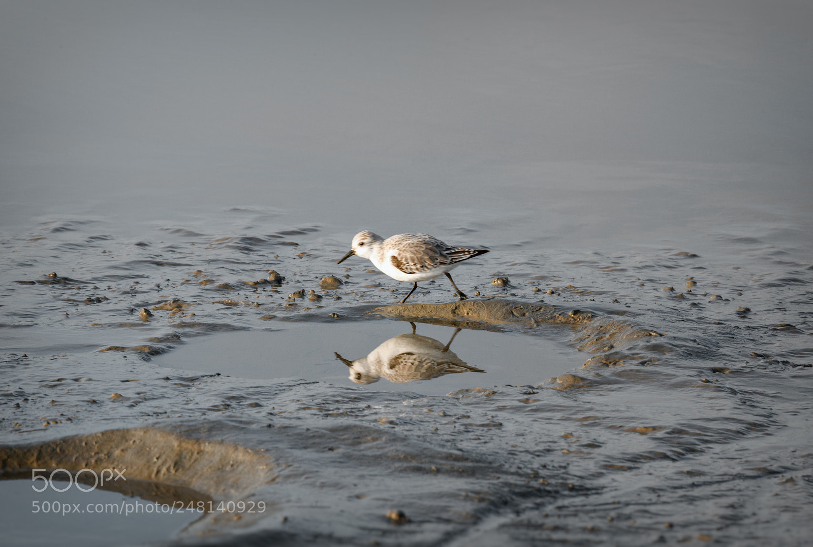 Nikon D800 sample photo. Running sandpiper on langeoog photography