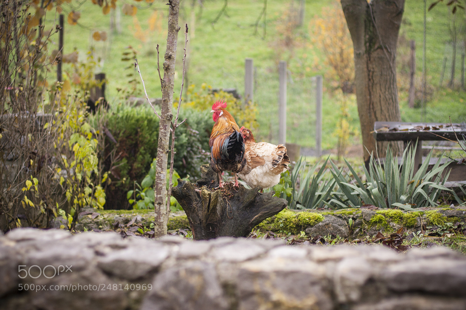 Canon EOS 40D sample photo. Img photography