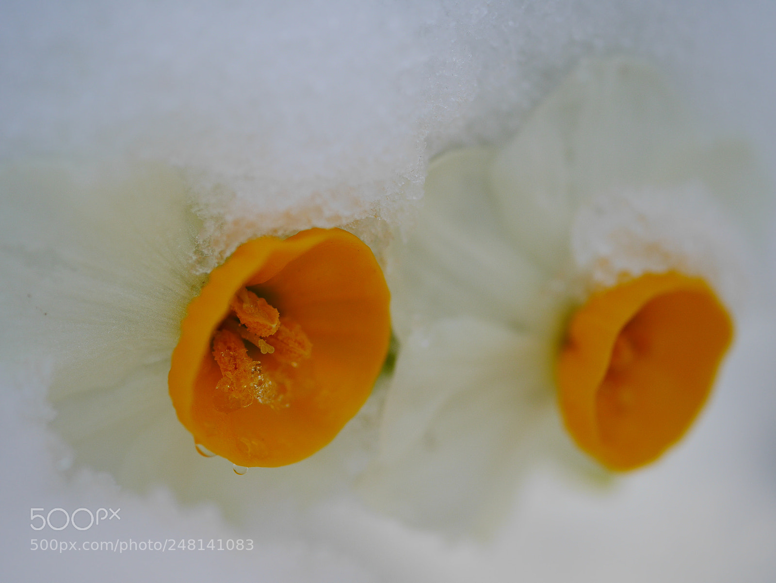 Panasonic Lumix DMC-GF7 sample photo. Snow narcissus photography