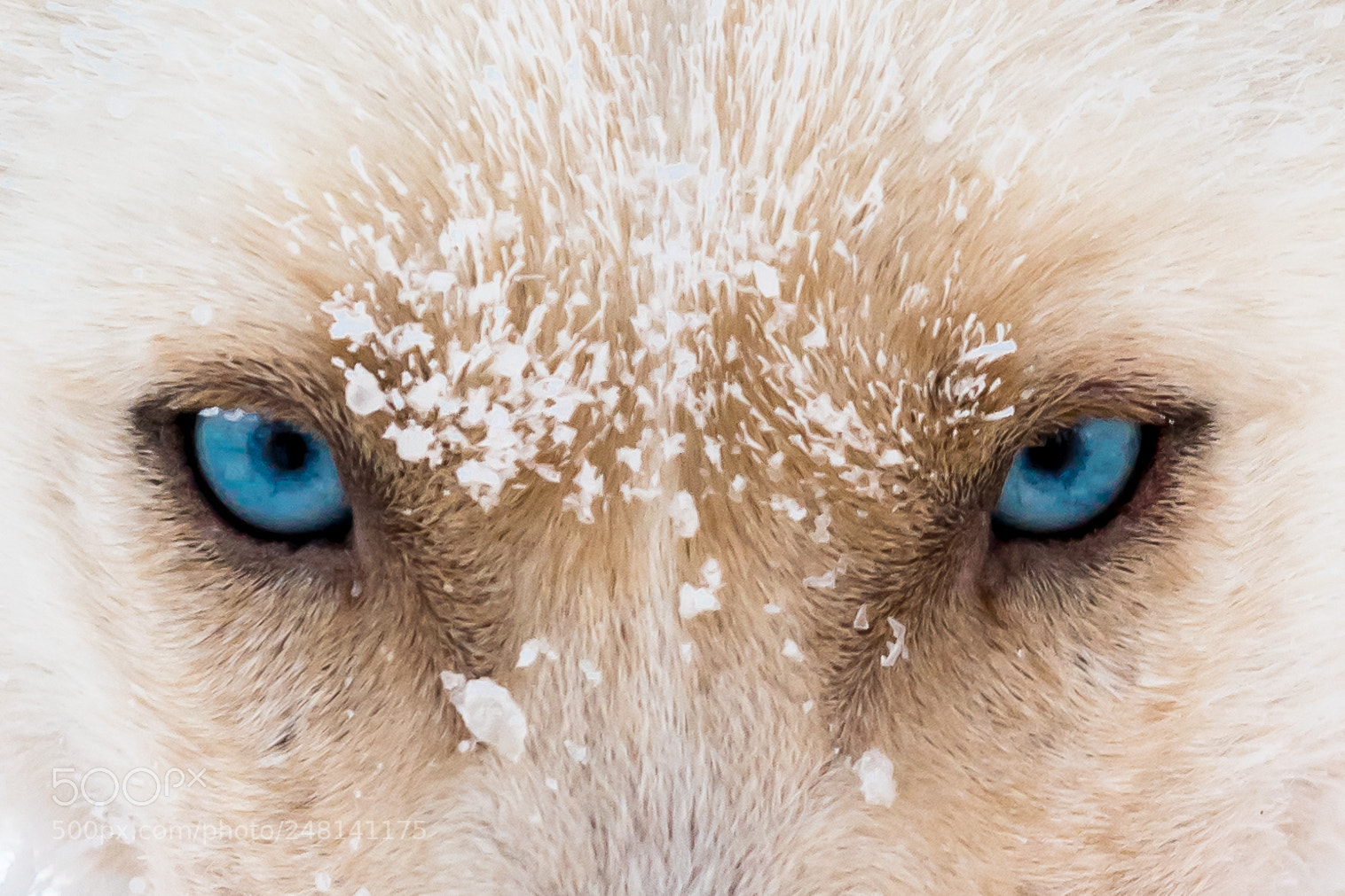 Nikon D850 sample photo. The eyes photography