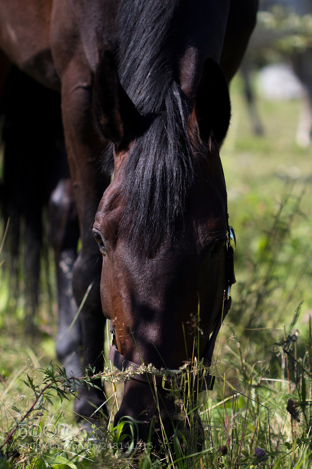 Canon EOS 650D (EOS Rebel T4i / EOS Kiss X6i) sample photo. Laplandia photography