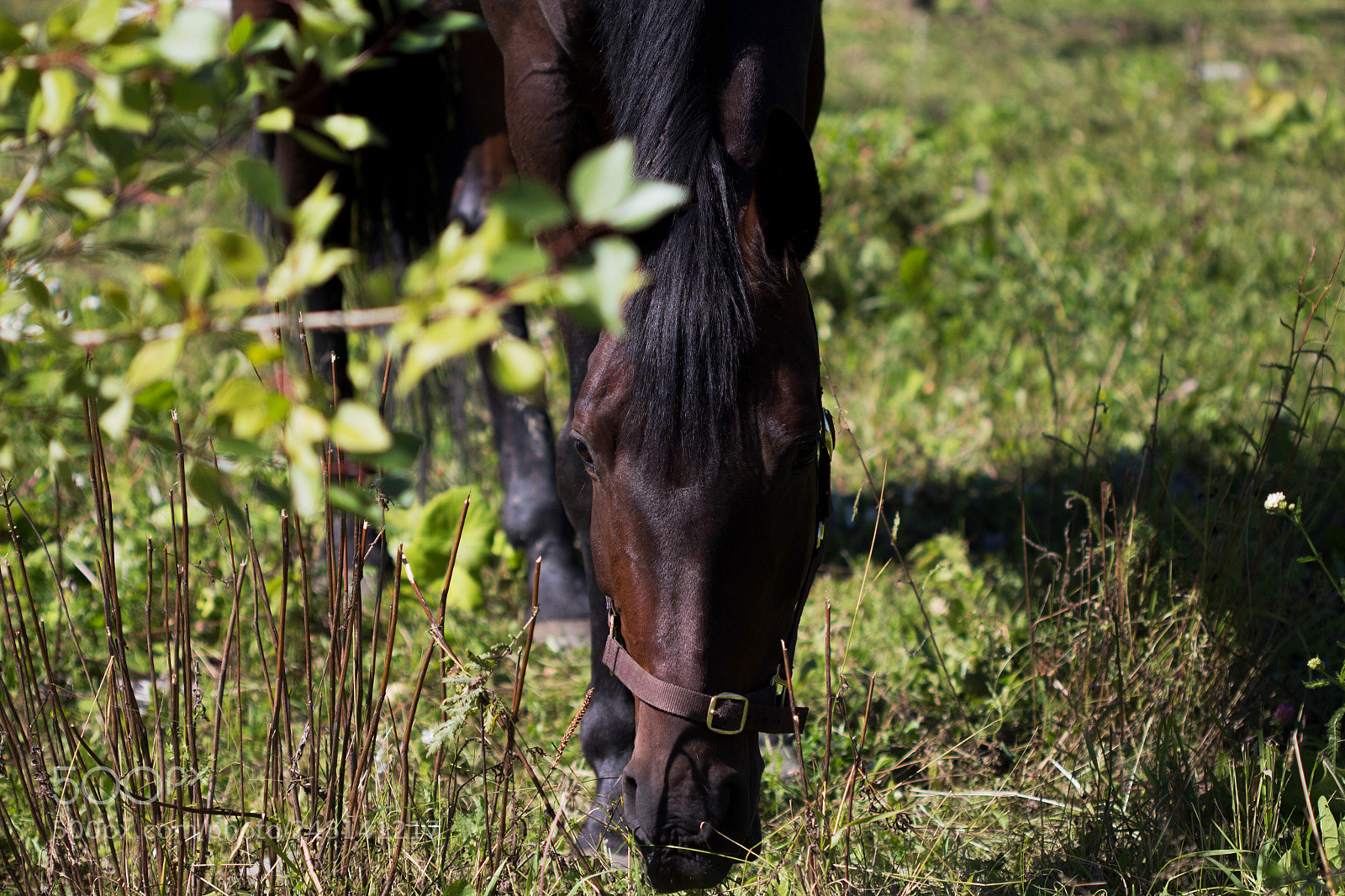 Canon EOS 650D (EOS Rebel T4i / EOS Kiss X6i) sample photo. Laplandia photography