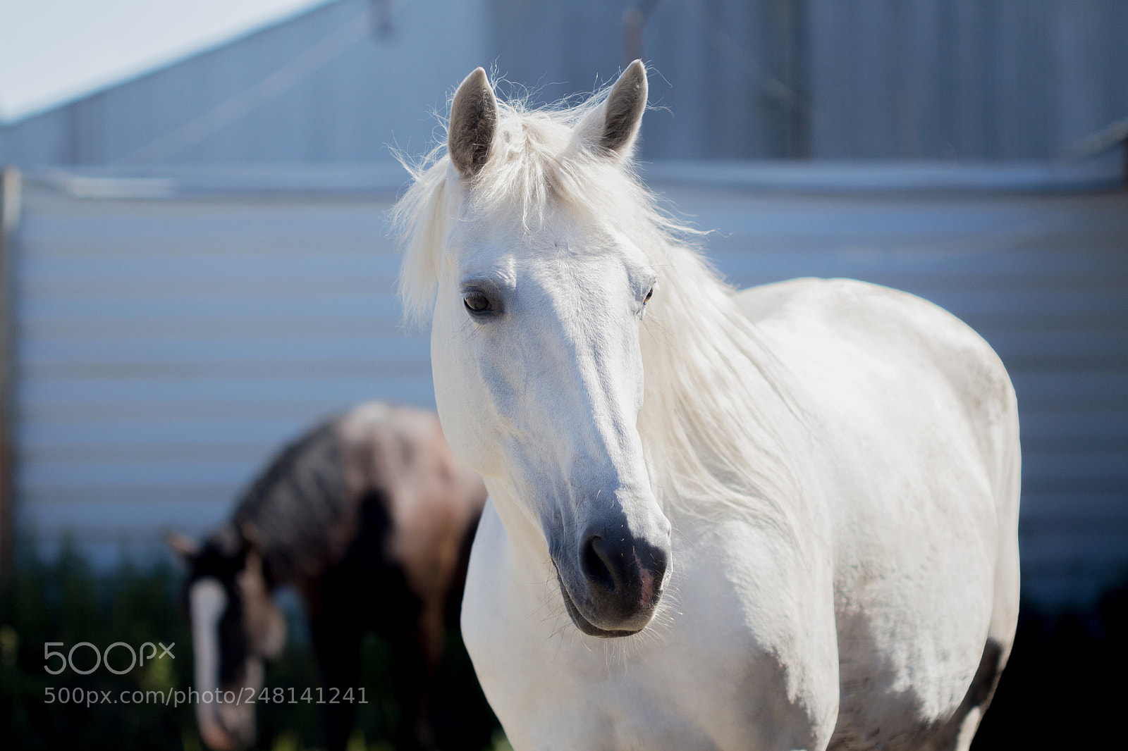 Canon EOS 650D (EOS Rebel T4i / EOS Kiss X6i) sample photo. Serebro photography