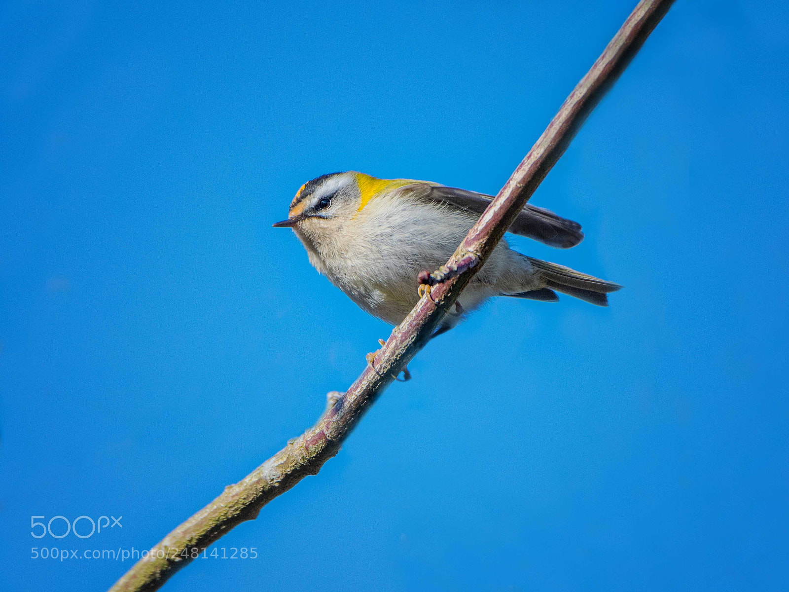 Nikon D500 sample photo. Firecrest photography