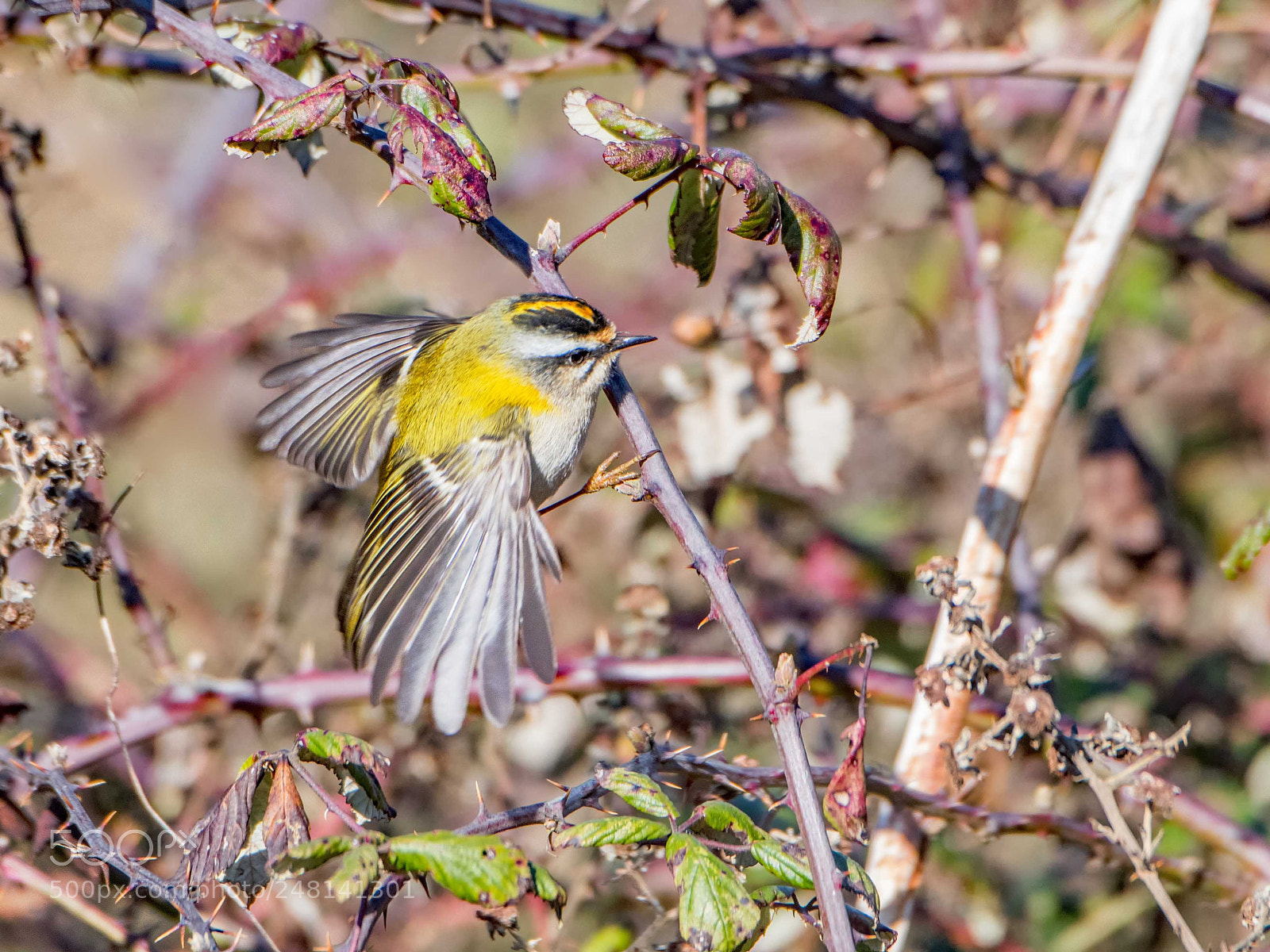 Nikon D500 sample photo. Firecrest photography